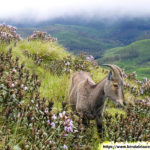 Eravikulam National Park tour