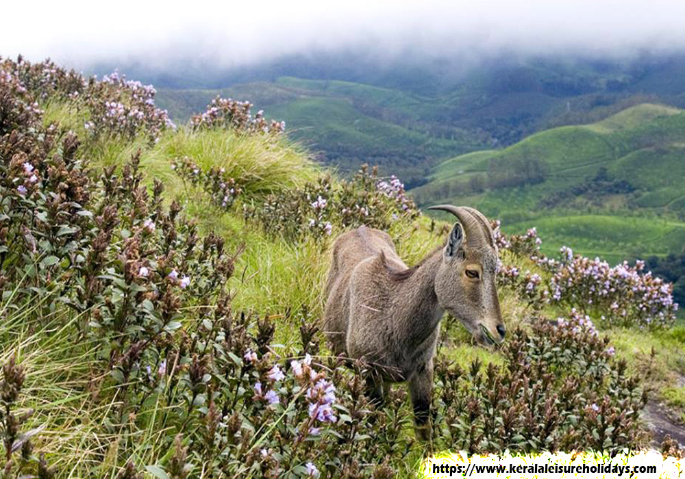 Eravikulam National Park tour